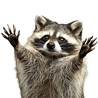 Racoon