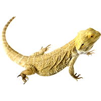 Bearded Dragon
